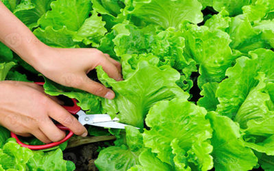 Conheça 13 Hortaliças Que Gostam de Sombra e de Fácil Cultivo