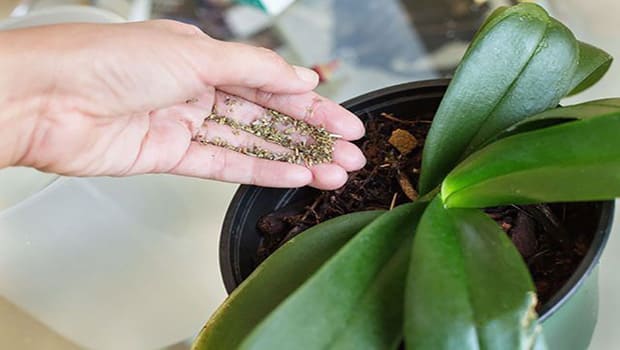 Como Adubar Orquídeas