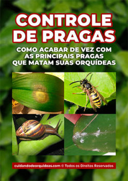 Controle de Pragas em Orquideas Controle de Pragas em Orquideas
