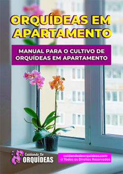 Cuidando de Orquideas em Apartamento Cuidando de Orquideas em Apartamento