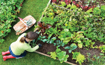 Tipo de Horta Ideal Para Você: Saiba Qual é a Melhor!