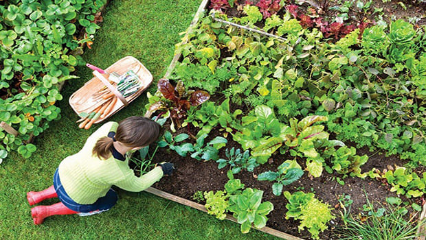 Tipo de Horta: Horta Caseira