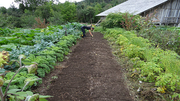 Tipo de Horta: Horta Orgânica