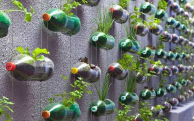 Hortas em Garrafas Pet: Veja Exemplos e Como Ter a Sua em Pouco Tempo