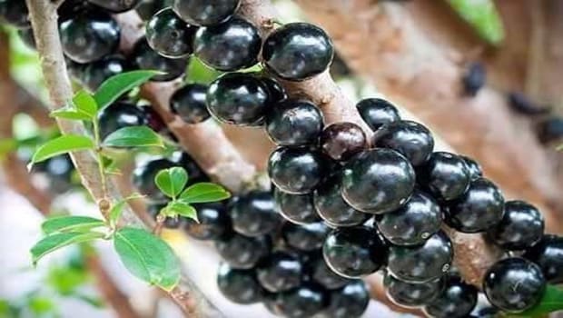 Como Plantar Jabuticaba em Vasos