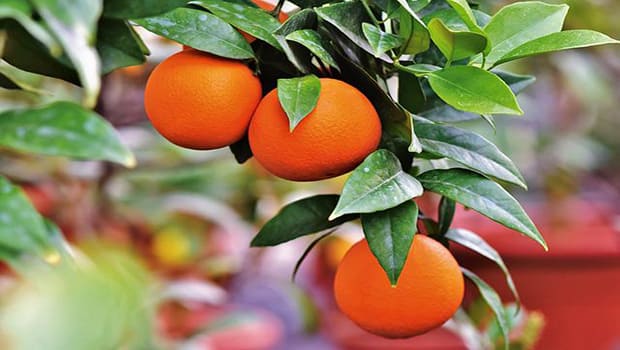 Como Plantar Laranja em Vaso