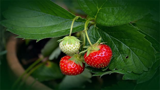 Como Plantar Morango em Vaso