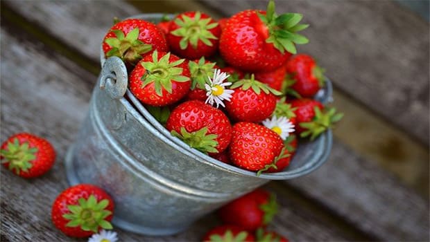 Como plantar morango em vaso