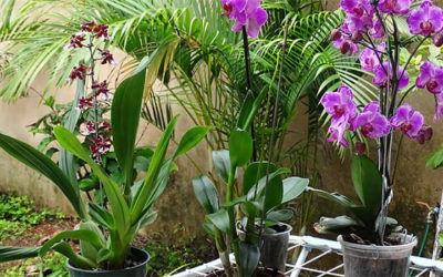 Como Plantar Orquídeas no Tronco e no Vaso: Passo a passo completo