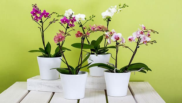 Como Cuidar de Orquídeas em Apartamento