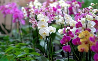 Como Cuidar de Orquídeas: O Segredo Para que sua Orquídea Floresça
