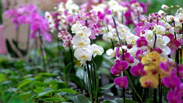 Como Cuidar de Orquídeas: O Segredo Para que sua Orquídea Floresça