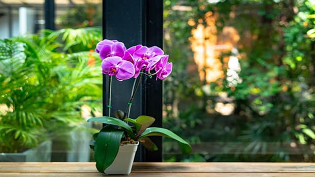 Como Cuidar de Orquídeas em Apartamento