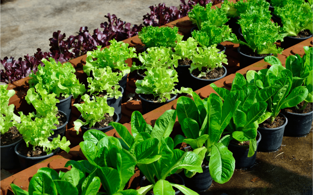 Horta na Varanda: Descubra o Segredo Para Ter Horta em Casa