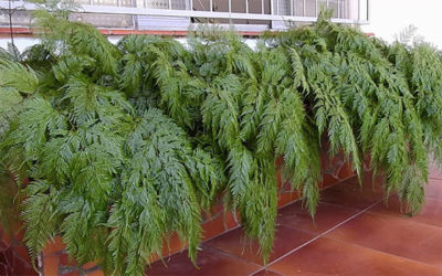Como Plantar Samambaia: Descubra os Segredos Para Ter Samambaias Lindas